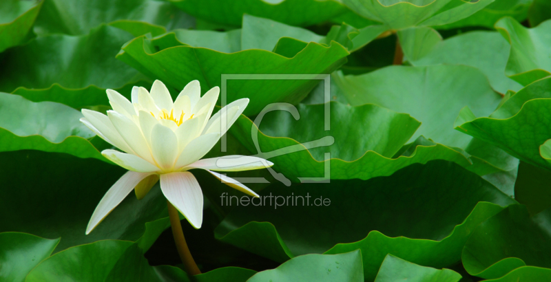 frei w&auml;hlbarer Bildausschnitt f&uuml;r Ihr Bild auf Tasse