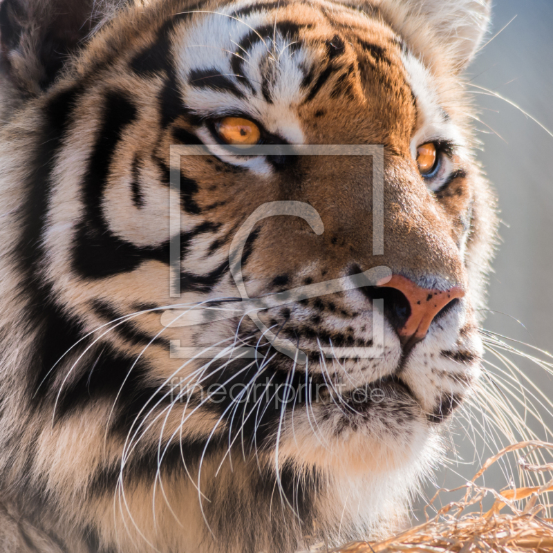 frei w&auml;hlbarer Bildausschnitt f&uuml;r Ihr Bild auf Tasse