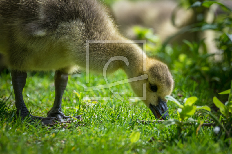 frei w&auml;hlbarer Bildausschnitt f&uuml;r Ihr Bild auf Tasse