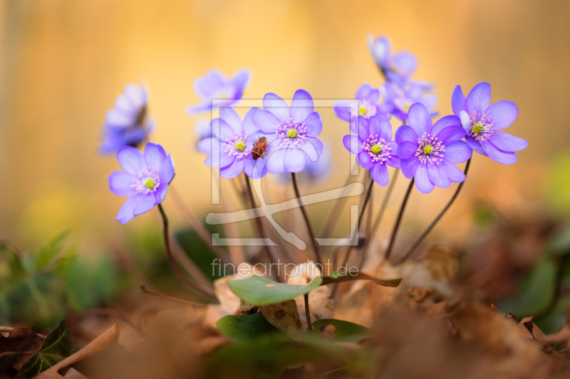 frei w&auml;hlbarer Bildausschnitt f&uuml;r Ihr Bild auf Tasse