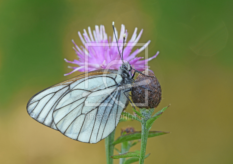frei w&auml;hlbarer Bildausschnitt f&uuml;r Ihr Bild auf Tasse