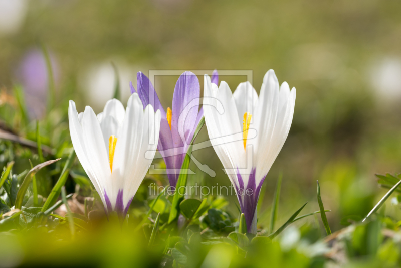 frei w&auml;hlbarer Bildausschnitt f&uuml;r Ihr Bild auf Tasse