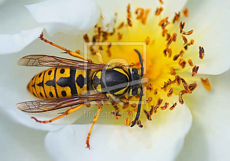 frei w&auml;hlbarer Bildausschnitt f&uuml;r Ihr Bild auf Tischdecke