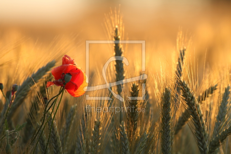 frei w&auml;hlbarer Bildausschnitt f&uuml;r Ihr Bild auf Tischdecke
