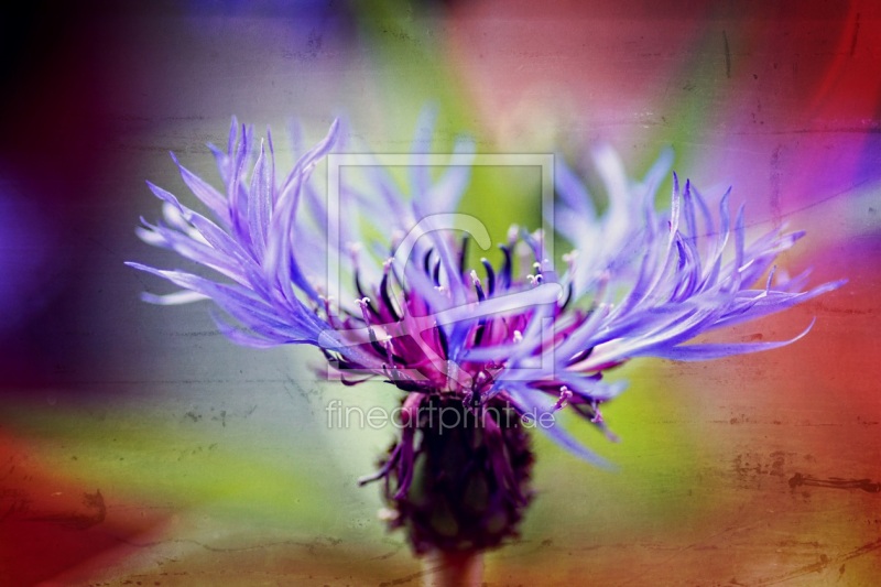 frei w&auml;hlbarer Bildausschnitt f&uuml;r Ihr Bild auf Tischdecke