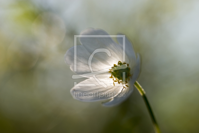 frei w&auml;hlbarer Bildausschnitt f&uuml;r Ihr Bild auf Tischdecke