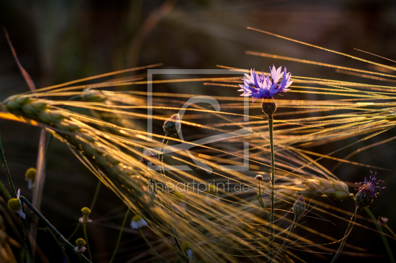 frei w&auml;hlbarer Bildausschnitt f&uuml;r Ihr Bild auf Tischdecke