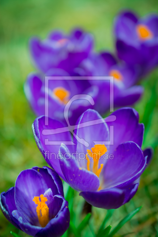 frei w&auml;hlbarer Bildausschnitt f&uuml;r Ihr Bild auf Tischdecke