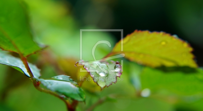 frei w&auml;hlbarer Bildausschnitt f&uuml;r Ihr Bild auf Tischdecke