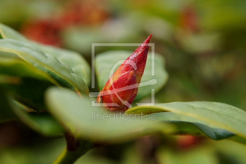 frei w&auml;hlbarer Bildausschnitt f&uuml;r Ihr Bild auf Tischdecke