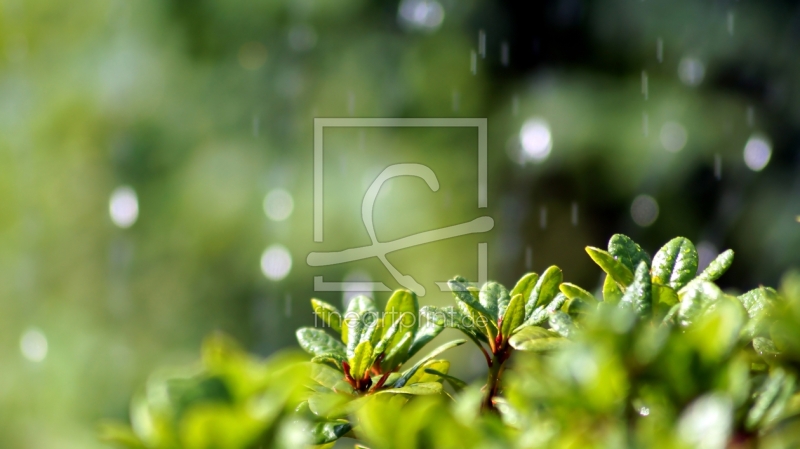 frei w&auml;hlbarer Bildausschnitt f&uuml;r Ihr Bild auf Tischdecke