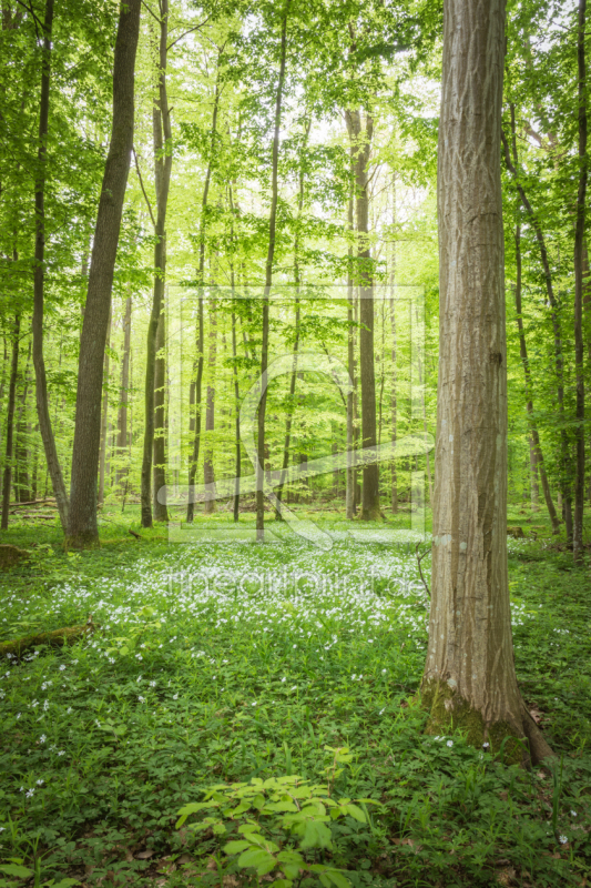 frei w&auml;hlbarer Bildausschnitt f&uuml;r Ihr Bild auf Tischdecke