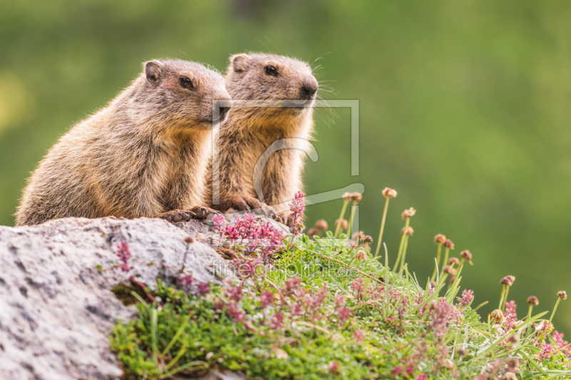 frei wählbarer Bildausschnitt für Ihr Bild auf Tischdecke