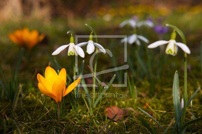 frei w&auml;hlbarer Bildausschnitt f&uuml;r Ihr Bild auf Tischdecke