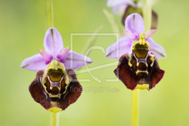 frei w&auml;hlbarer Bildausschnitt f&uuml;r Ihr Bild auf Tischdecke