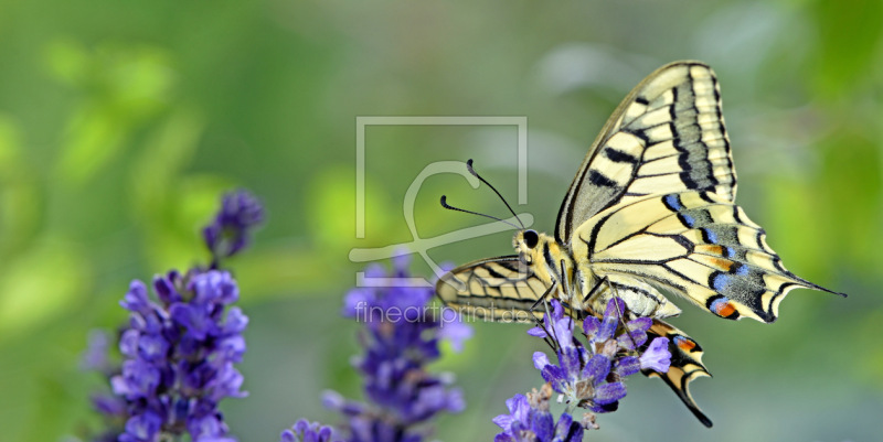 frei w&auml;hlbarer Bildausschnitt f&uuml;r Ihr Bild auf Tischdecke