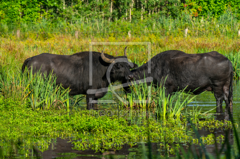frei w&auml;hlbarer Bildausschnitt f&uuml;r Ihr Bild auf Tischdecke