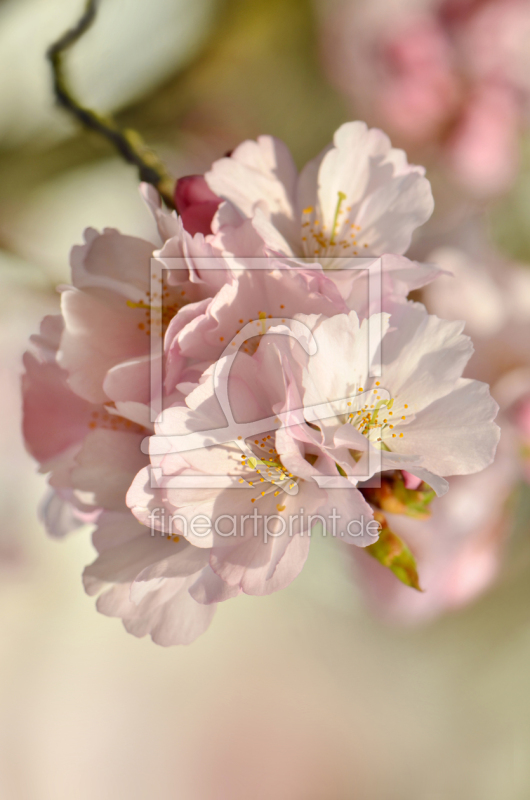 frei w&auml;hlbarer Bildausschnitt f&uuml;r Ihr Bild auf Tischdecke