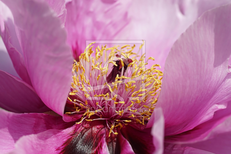 frei w&auml;hlbarer Bildausschnitt f&uuml;r Ihr Bild auf Tischdecke