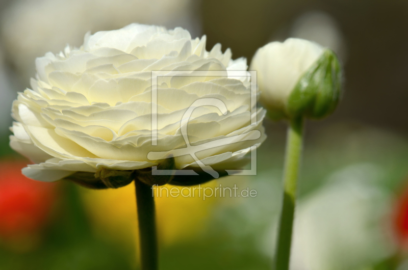 frei w&auml;hlbarer Bildausschnitt f&uuml;r Ihr Bild auf Tischdecke