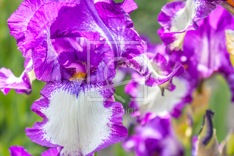 frei w&auml;hlbarer Bildausschnitt f&uuml;r Ihr Bild auf Tischdecke