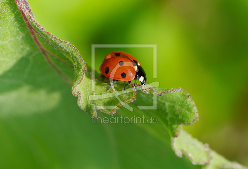frei w&auml;hlbarer Bildausschnitt f&uuml;r Ihr Bild auf Tischdecke