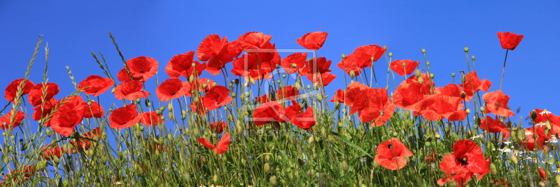 frei w&auml;hlbarer Bildausschnitt f&uuml;r Ihr Bild auf Tischdecke
