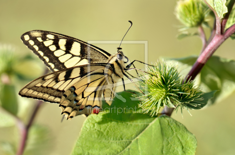 frei w&auml;hlbarer Bildausschnitt f&uuml;r Ihr Bild auf Tischdecke