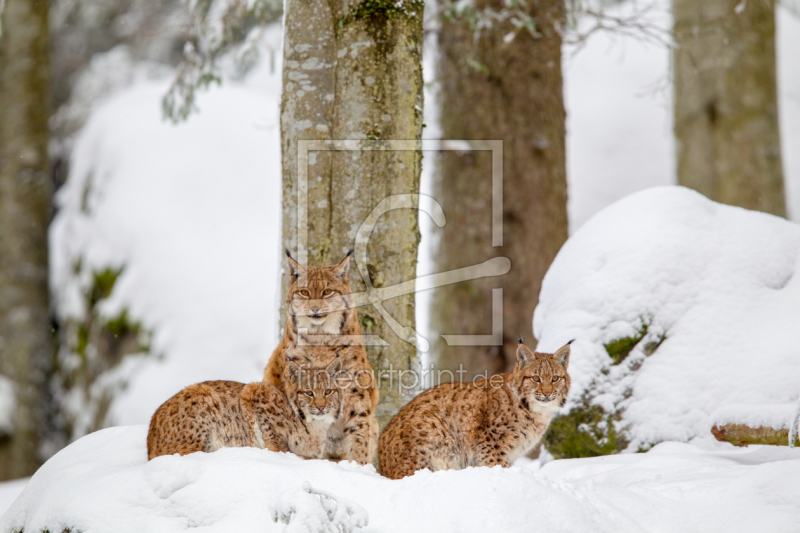 frei w&auml;hlbarer Bildausschnitt f&uuml;r Ihr Bild auf Tischdecke