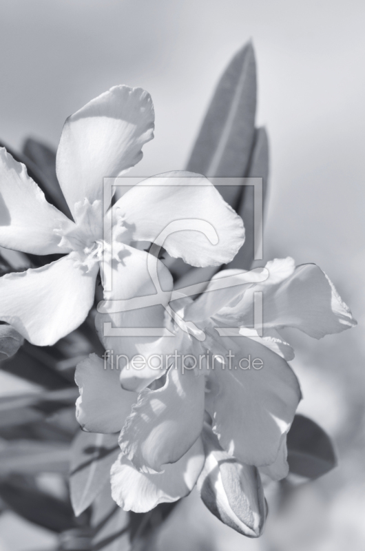 frei w&auml;hlbarer Bildausschnitt f&uuml;r Ihr Bild auf Tischdecke