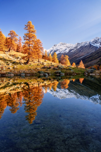 Bild-Nr: 12853322 Goldener Oktober im Lötschental - Wallis - Schwei Erstellt von: Achim Thomae