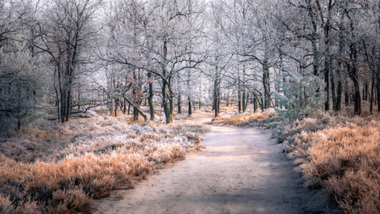 Bild-Nr: 12876315 Wanderweg zum Wilseder Berg  Erstellt von: Steffen Henze