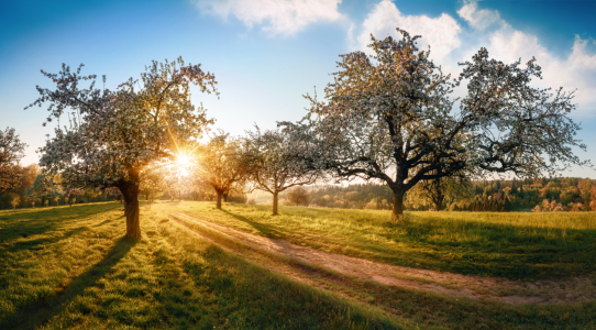 Bild-Nr: 12876518 Ländliche Idylle bei Sonnenaufgang im Frühling Erstellt von: Smileus