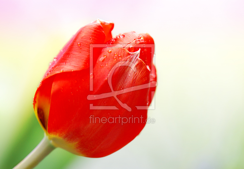 frei wählbarer Bildausschnitt für Ihr Bild auf Türfolie