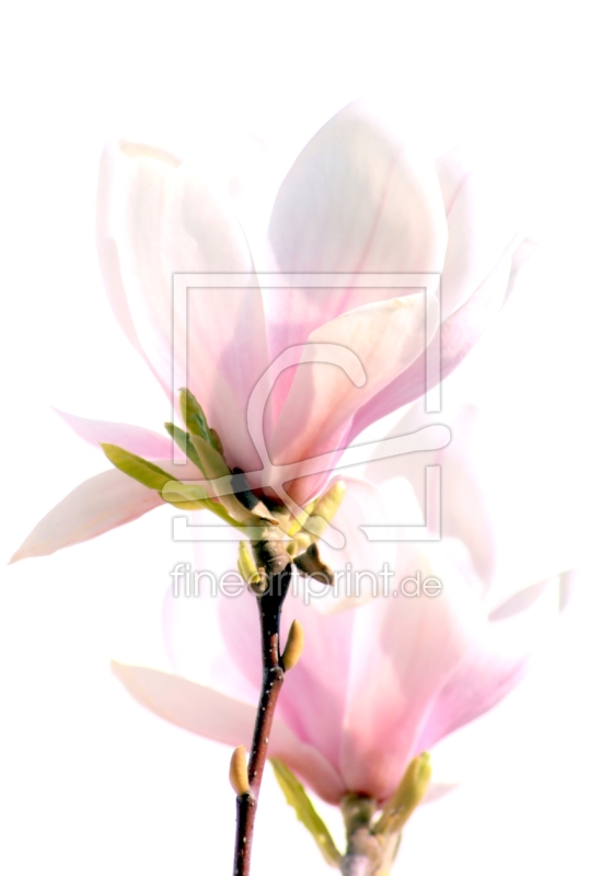 frei wählbarer Bildausschnitt für Ihr Bild auf Türfolie