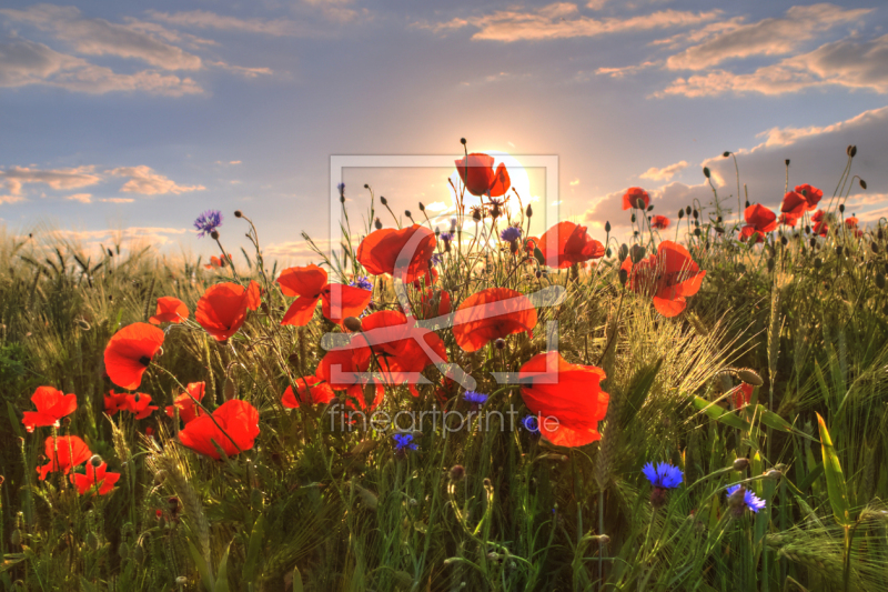 frei wählbarer Bildausschnitt für Ihr Bild auf Türfolie
