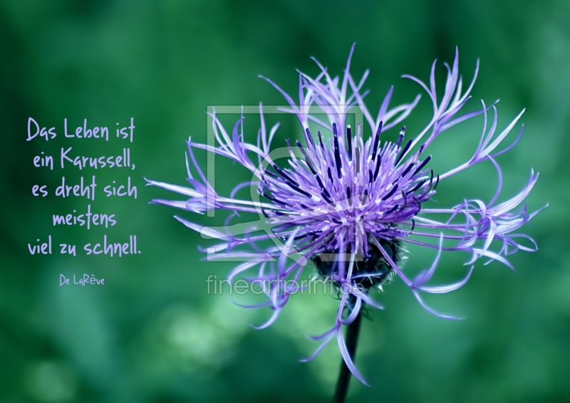 frei wählbarer Bildausschnitt für Ihr Bild auf Türfolie