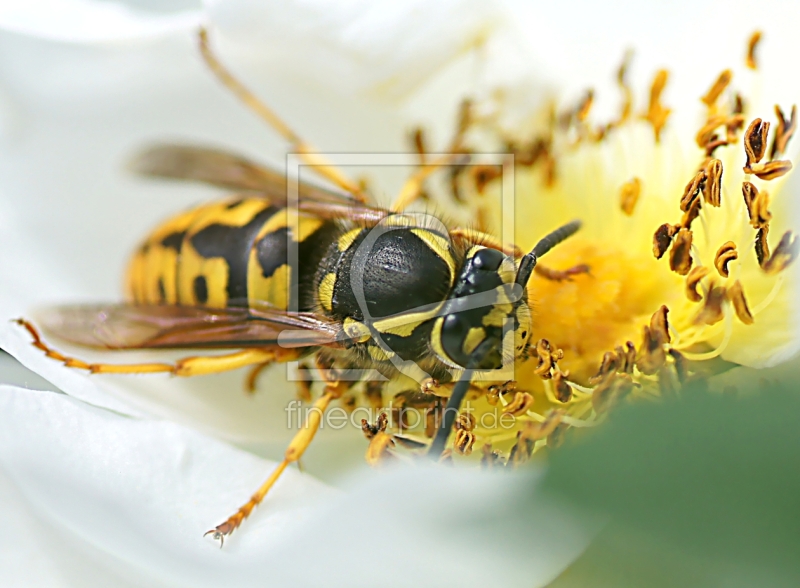 frei wählbarer Bildausschnitt für Ihr Bild auf Türfolie