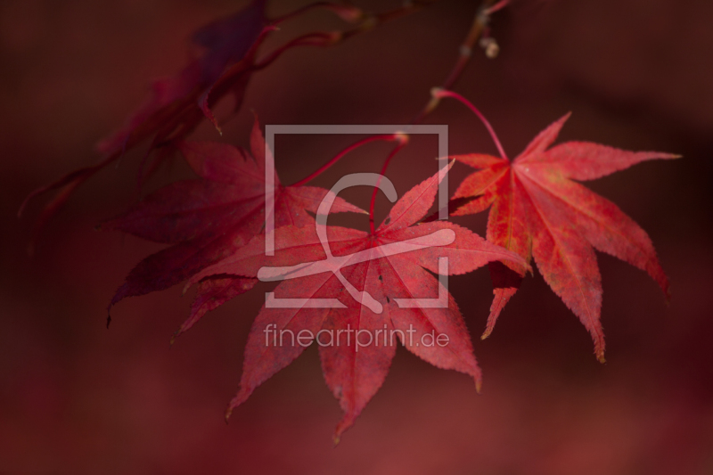 frei wählbarer Bildausschnitt für Ihr Bild auf Türfolie