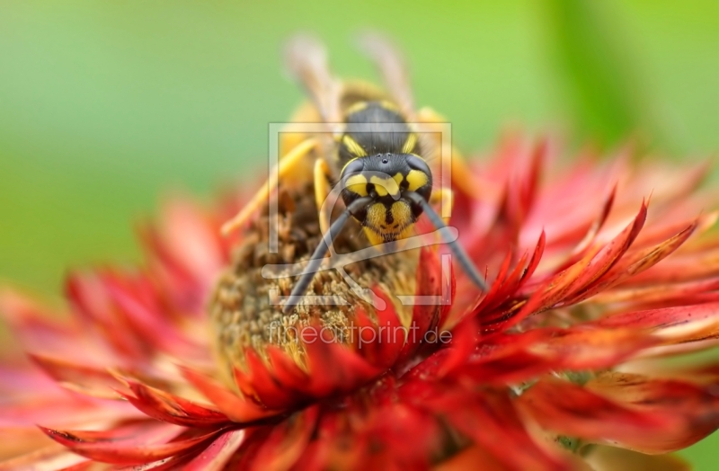 frei wählbarer Bildausschnitt für Ihr Bild auf Türfolie