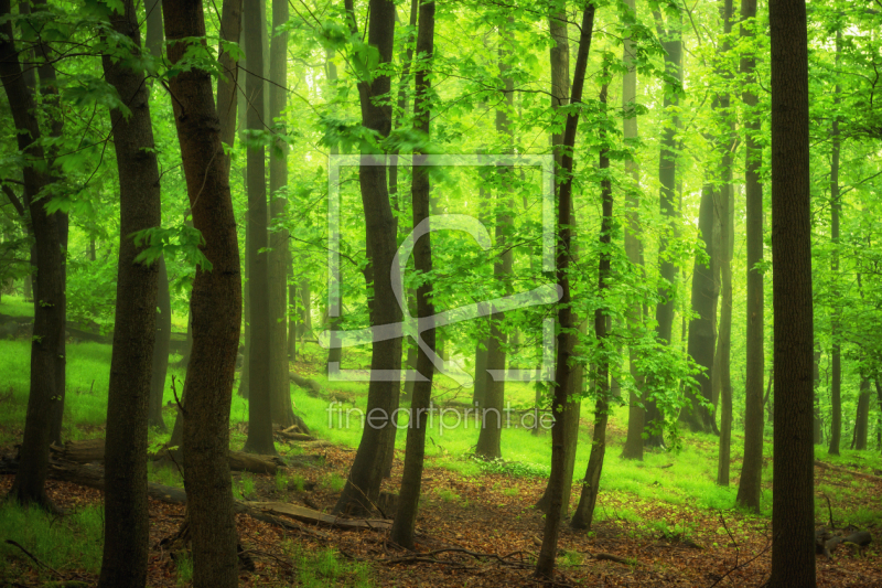 frei wählbarer Bildausschnitt für Ihr Bild auf Türfolie