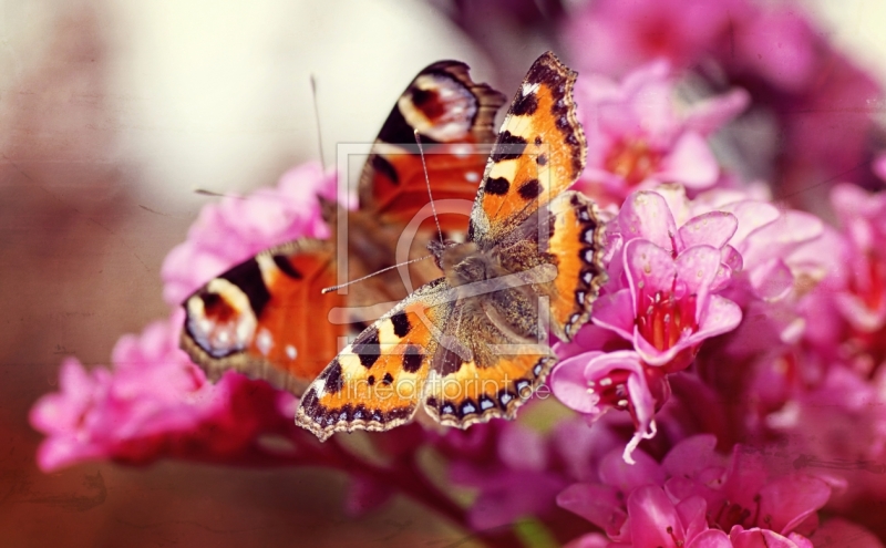 frei wählbarer Bildausschnitt für Ihr Bild auf Türfolie