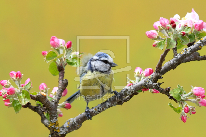 frei wählbarer Bildausschnitt für Ihr Bild auf Türfolie