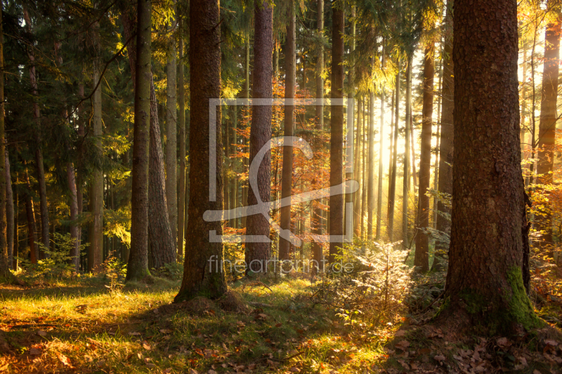 frei wählbarer Bildausschnitt für Ihr Bild auf Türfolie