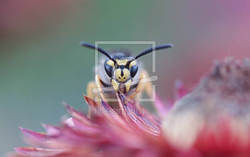 frei wählbarer Bildausschnitt für Ihr Bild auf Türfolie