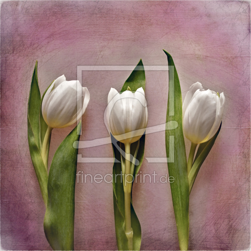 frei wählbarer Bildausschnitt für Ihr Bild auf Türfolie