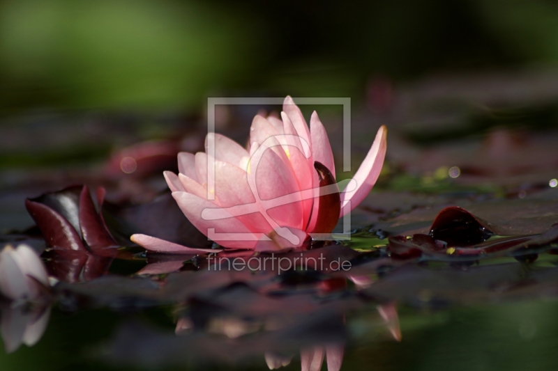 frei wählbarer Bildausschnitt für Ihr Bild auf Türfolie
