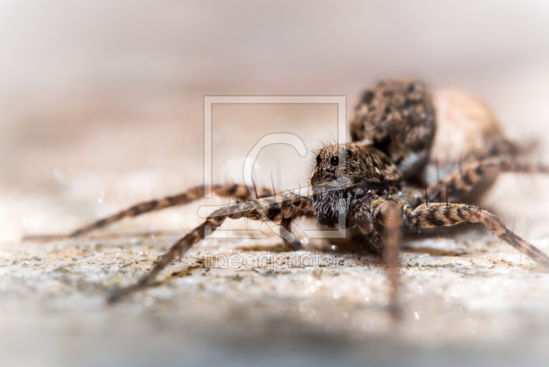 frei wählbarer Bildausschnitt für Ihr Bild auf Türfolie