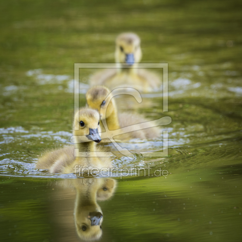 frei wählbarer Bildausschnitt für Ihr Bild auf Türfolie