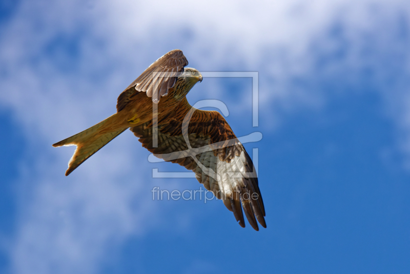 frei wählbarer Bildausschnitt für Ihr Bild auf Türfolie